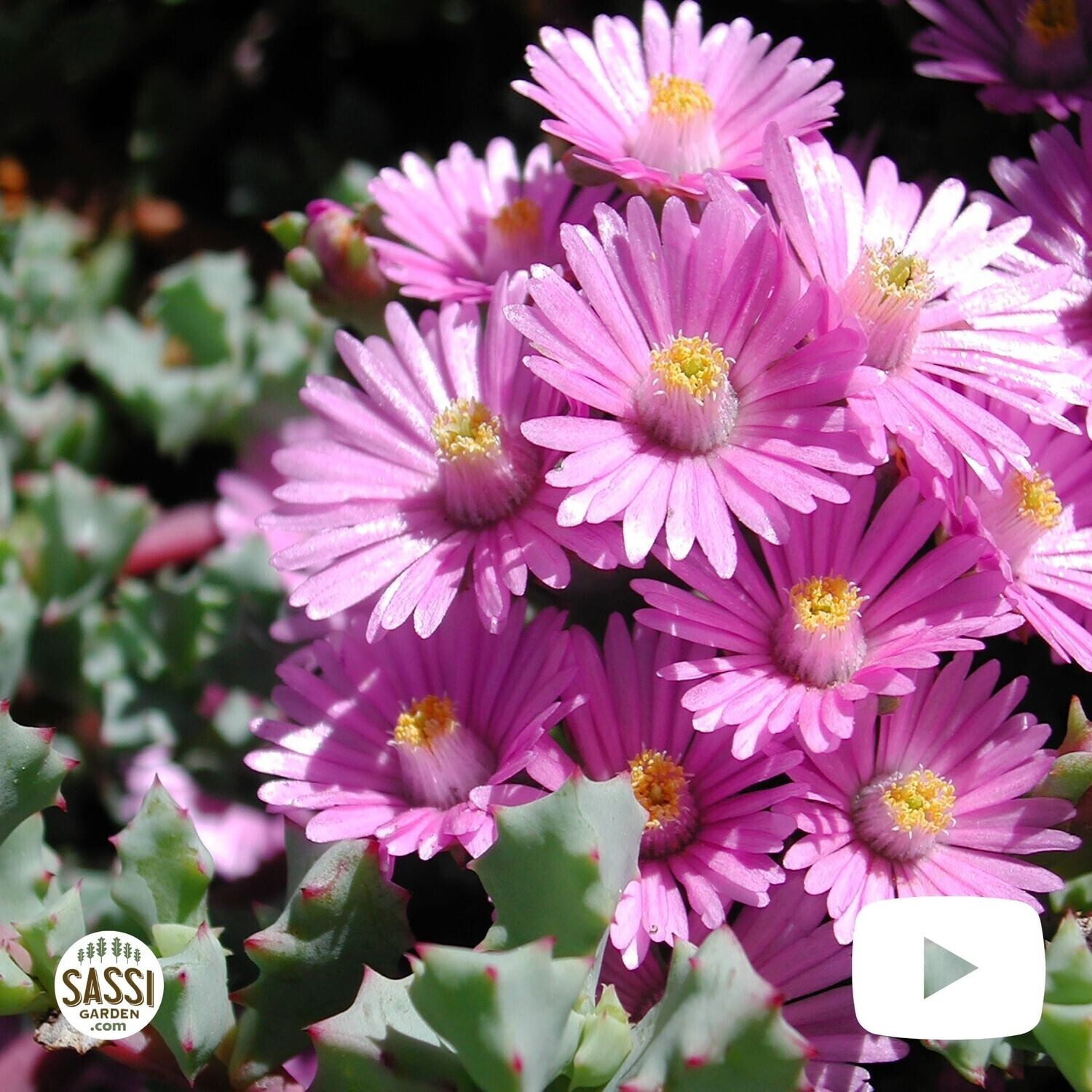 Oscularia Deltoides - vaso Ø14 cm