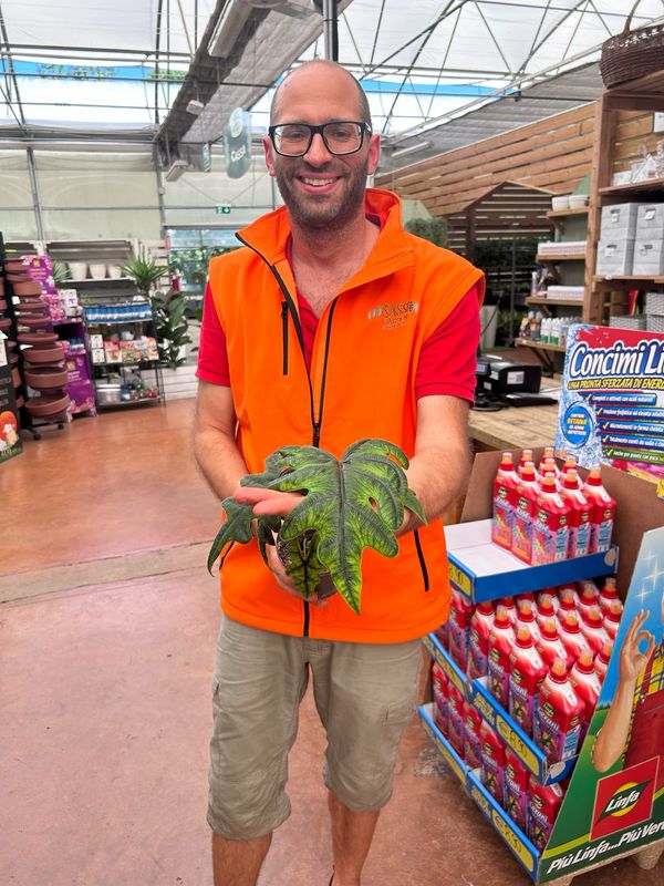 Alocasia 'Jacklyn' - vaso Ø12 cm