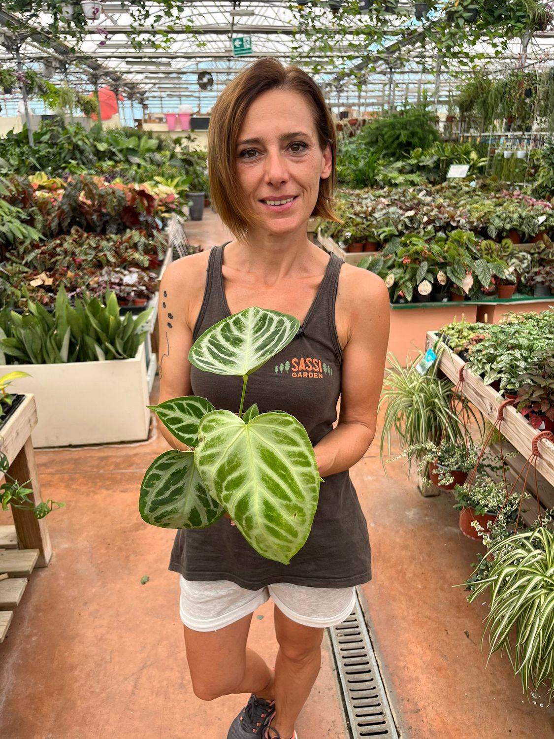 Anthurium chrystallinum 'Silver Blush', Anturium cristallino - vaso Ø12 cm