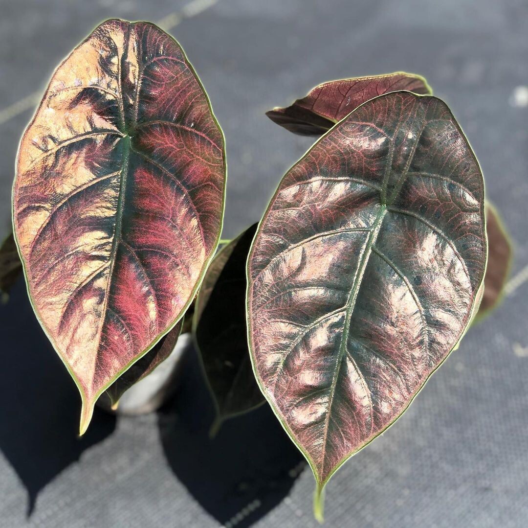Alocasia Azlanii- vaso Ø6 cm
