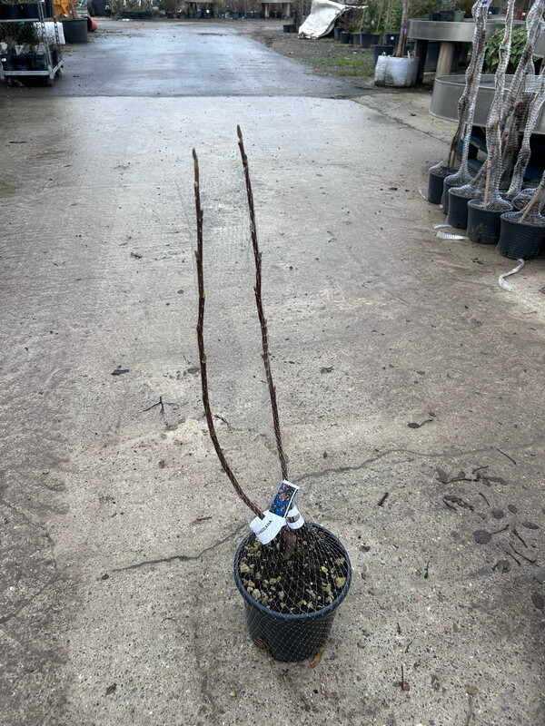 Magnolia da fiore, Magnolia × soulangeana - vaso Ø18 cm