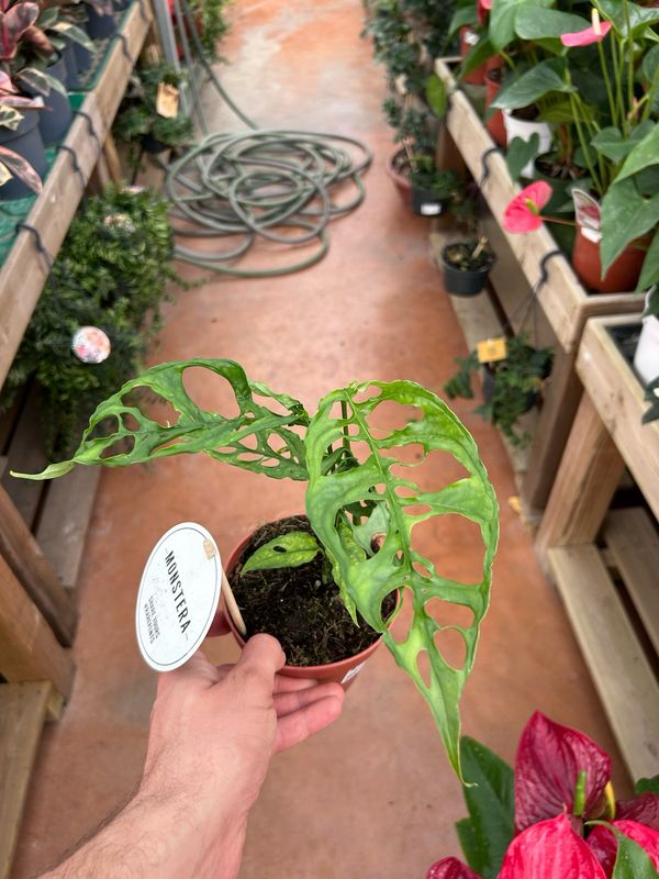 Monstera obliqua Peru - vaso Ø12 cm