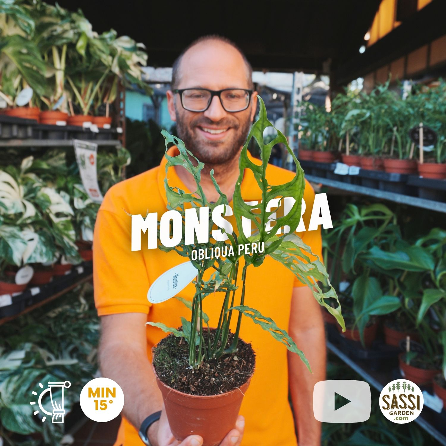 Monstera obliqua Peru - vaso Ø12 cm