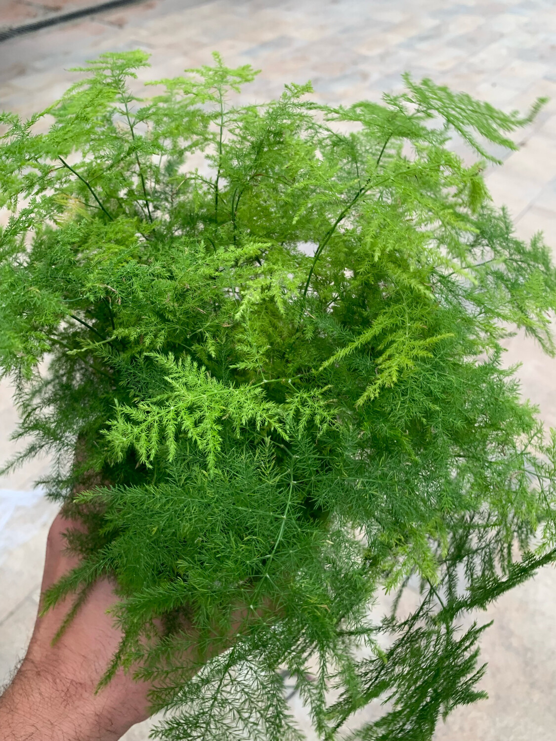 Asparagus setaceus plumosus, Asparago piumoso - vaso Ø6 cm Asparagus setaceus plumosus, Asparago piumoso - vaso Ø6 cm