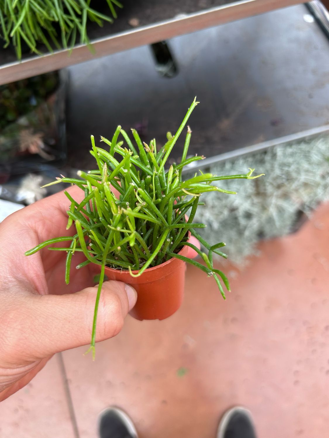 Rhipsalis cassutha 'Cassera' - vaso Ø5.5 cm Rhipsalis cassutha 'Cassera' - vaso Ø5.5 cm