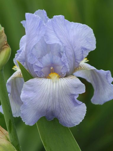 Iris Germanica 'Springtime Madonna' - vaso Ø12 cm quadrato Iris Germanica 'Springtime Madonna' - vaso Ø12 cm quadrato
