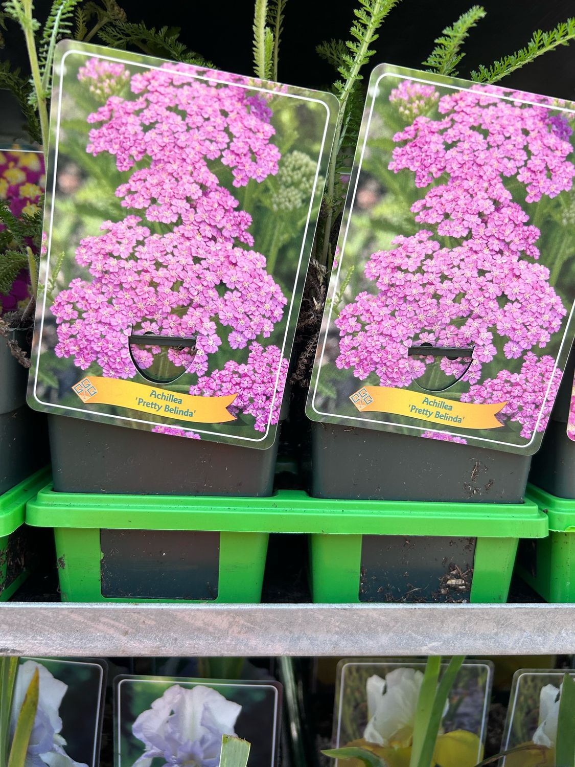 Achillea millefolium 'Pretty Belinda',  Achillea Millefoglio - vaso  quadro 12 cm