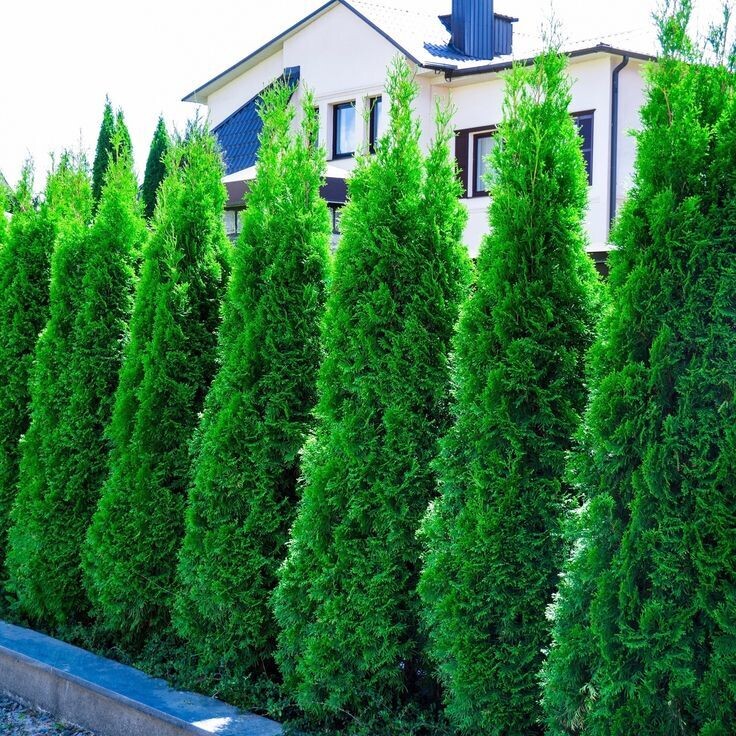 Thuja occidentalis 'Smaragd', Tuia - vaso Ø21 cm, h 100 cm