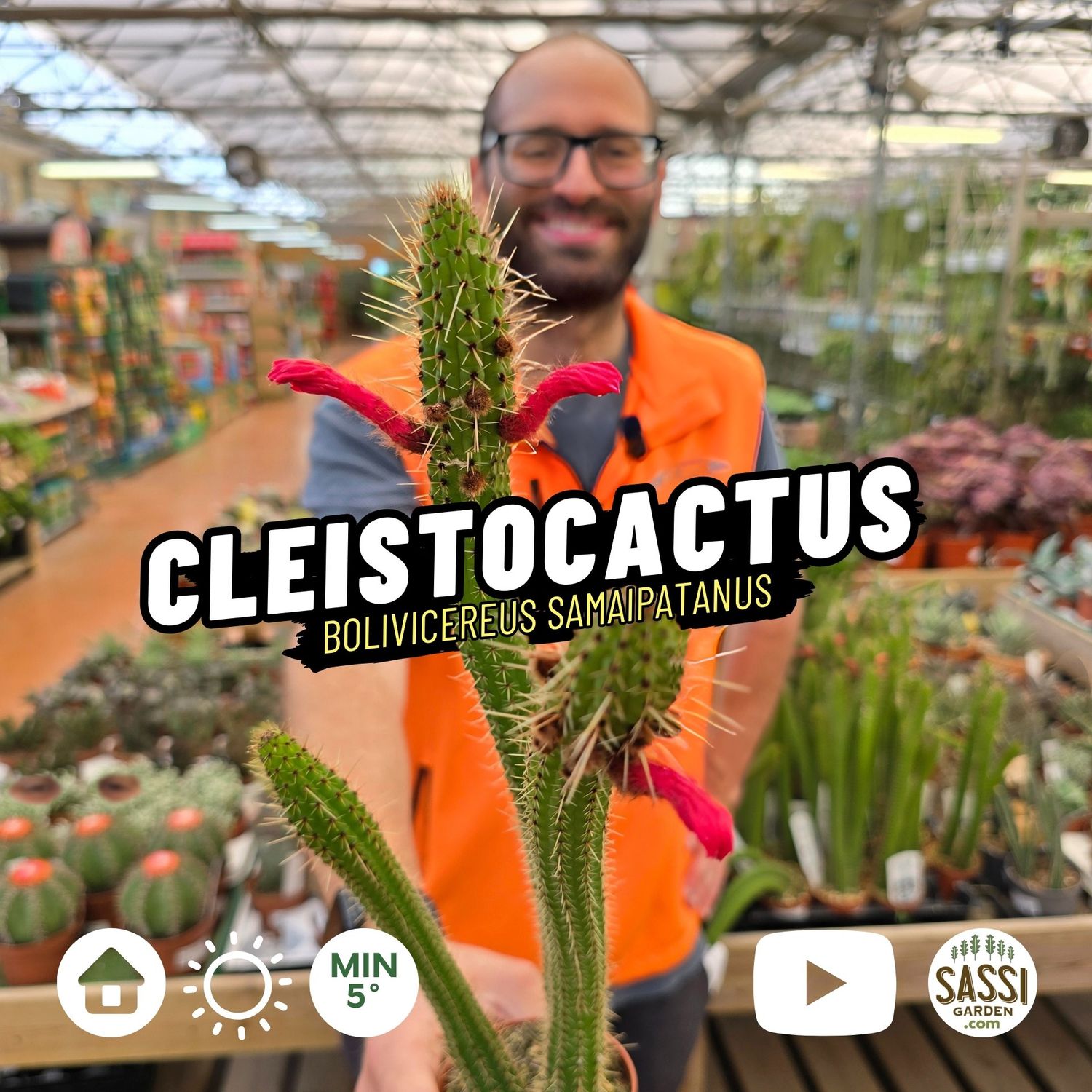 Cleistocactus, Bolivicereus samaipatanus, Cactus delle candele - vaso Ø8,5 cm