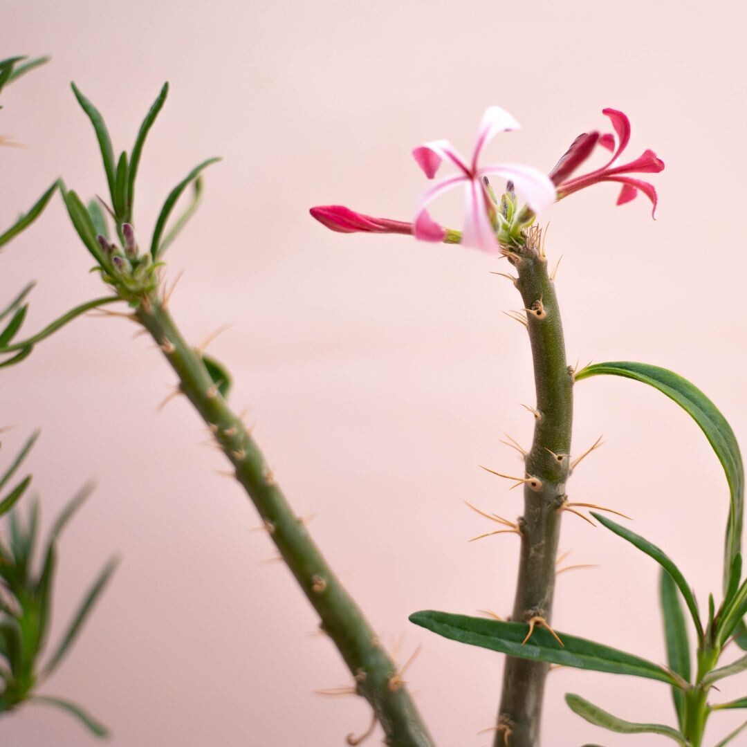 Pachypodium succulentum - vaso Ø12 cm