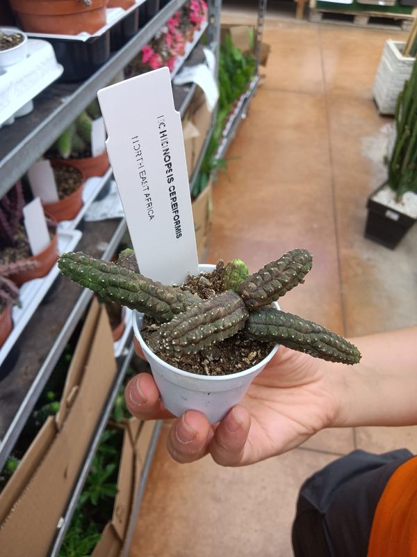 Stapelia, Echinopsis cereiformis - vaso Ø5,5 cm