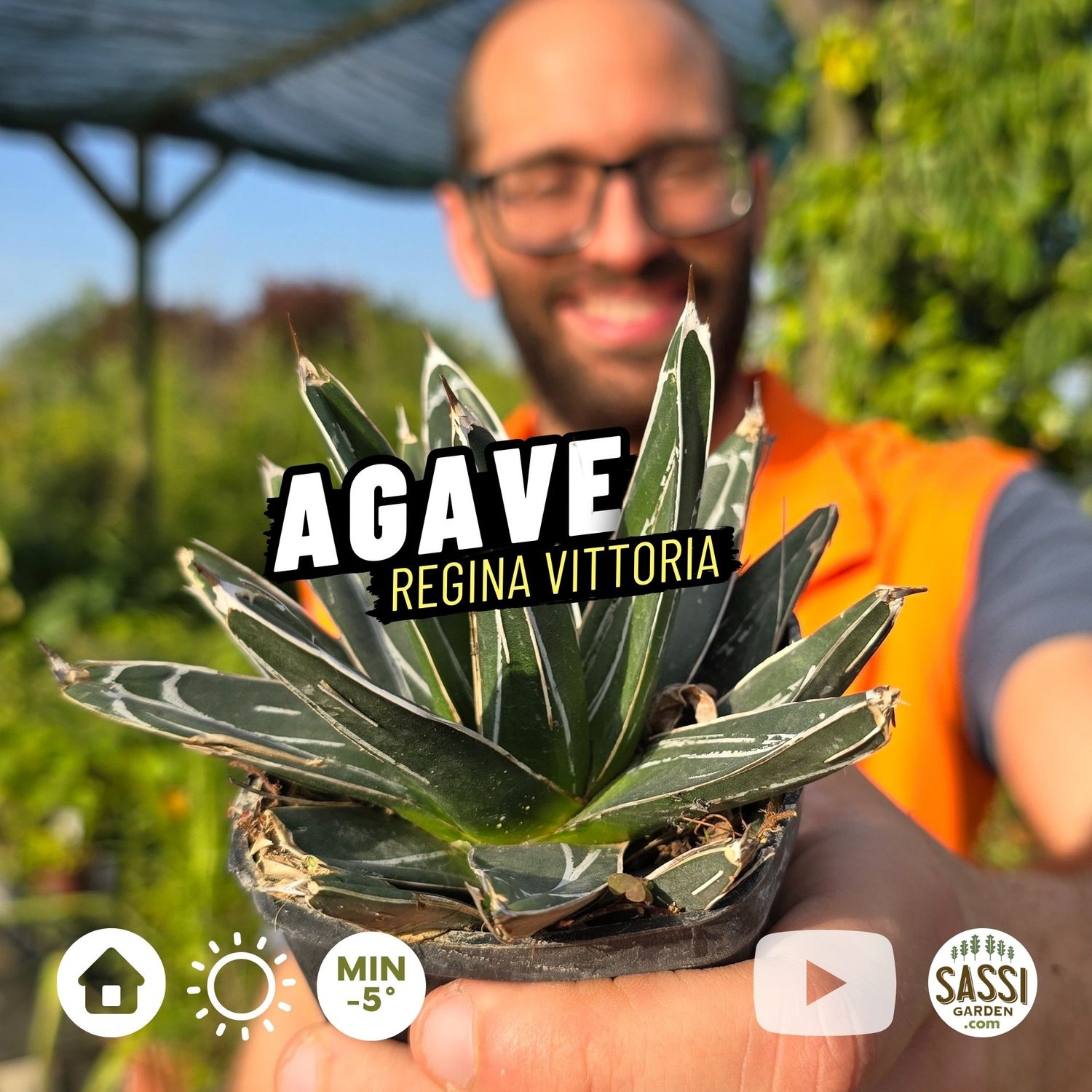 Agave Regina Vittoria, Agave victoriae reginae - vaso 7x7 cm