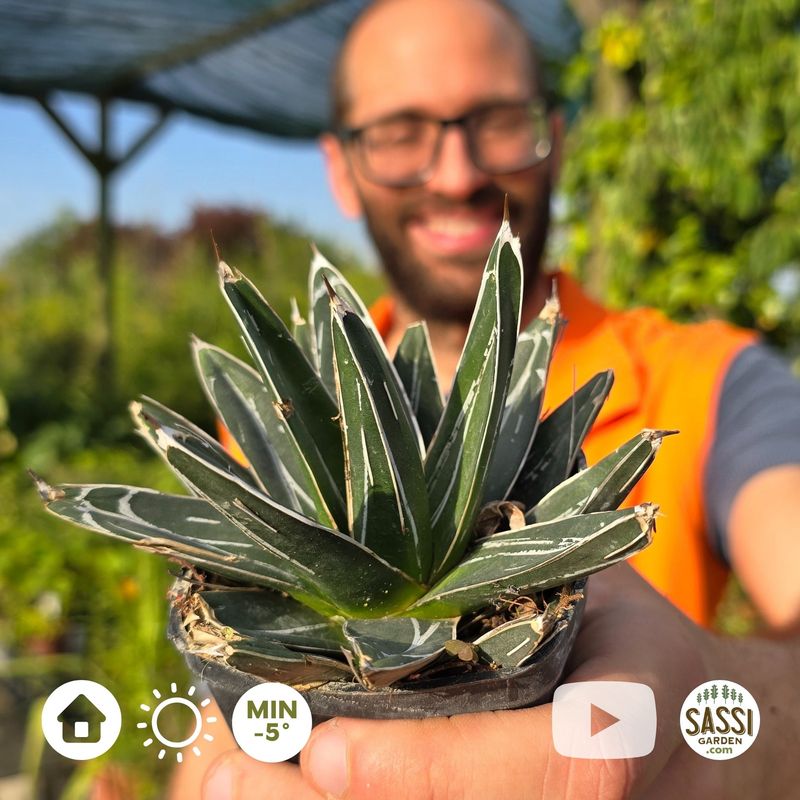 Agave Regina Vittoria, Agave victoriae reginae - vaso 7x7 cm