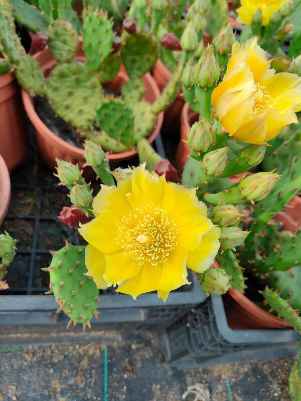Opuntia Humifusa, Fico d'India Nano - vaso Ø10.5 cm