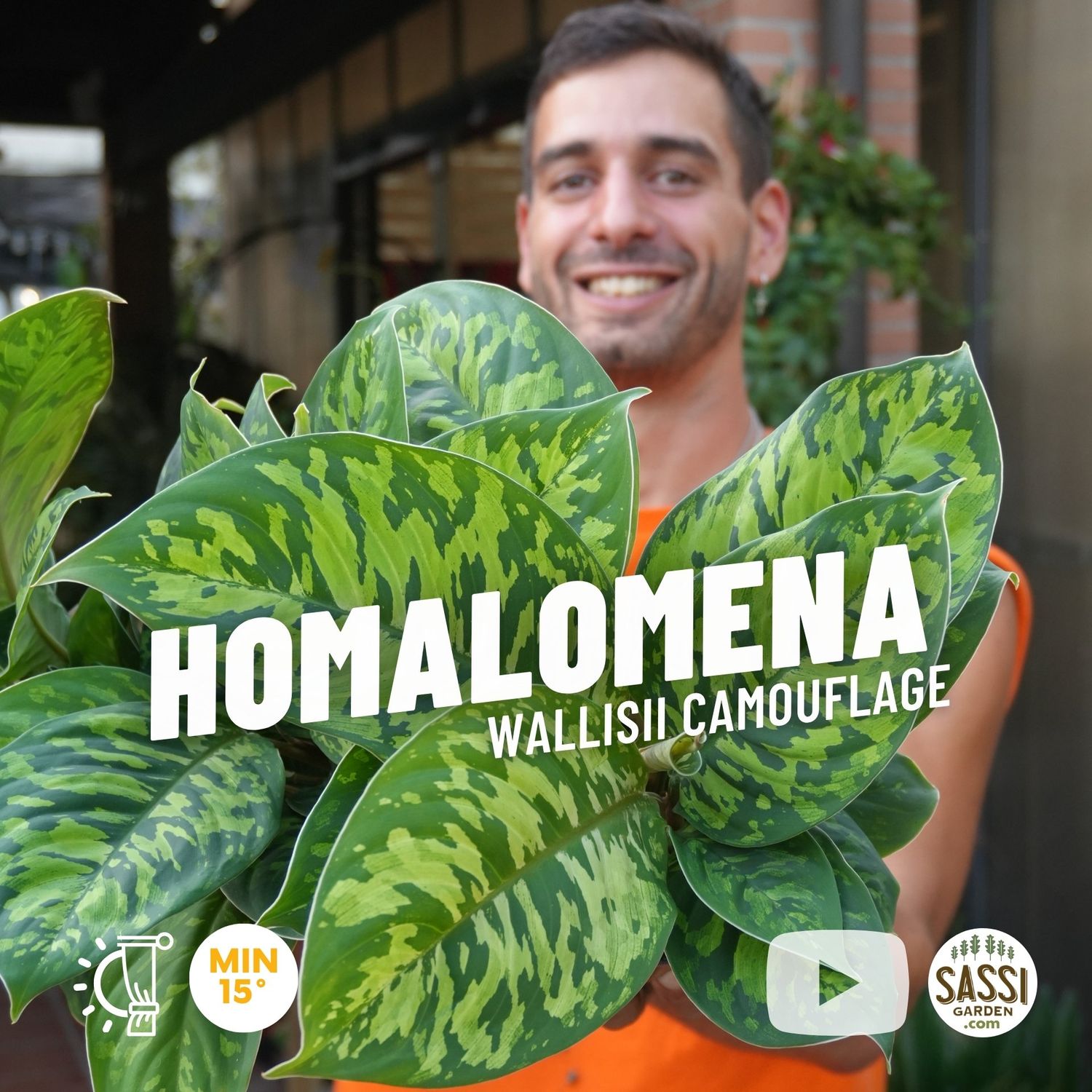 Homalomena wallisii 'Camouflage' - vaso Ø14 cm