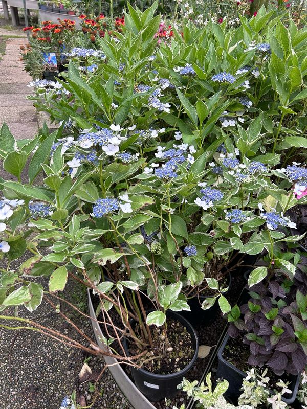 Hydrangea macrophylla variegata 'Teller', Ortensia 'Teller' variegata - vaso Ø24 cm