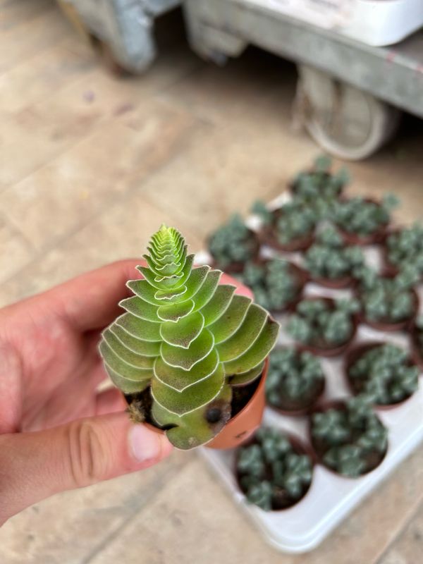 Crassula capitella 'Turrita' - vaso Ø 5.5 cm