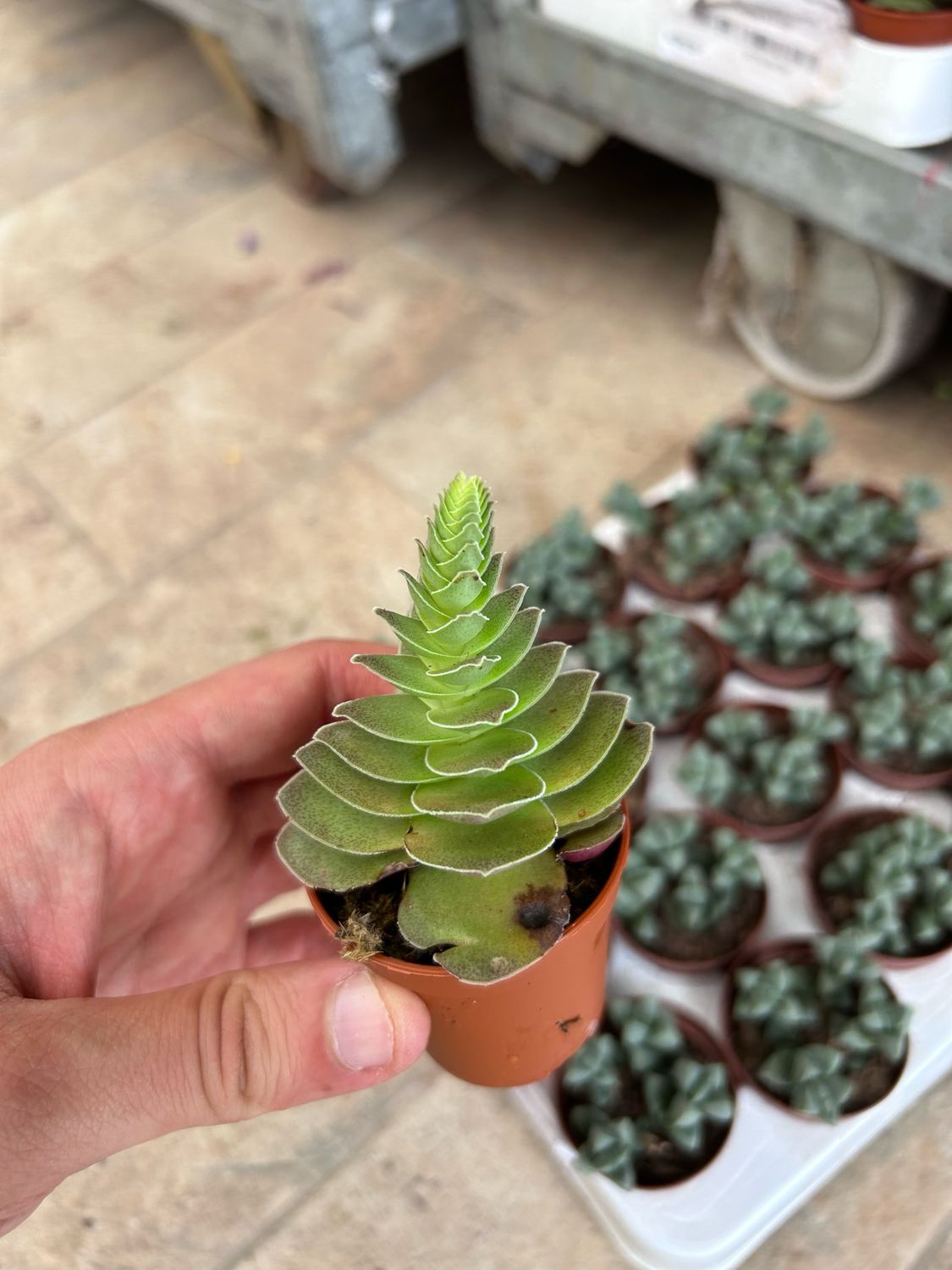 Crassula capitella 'Turrita' - vaso Ø 5.5 cm Crassula capitella 'Turrita' - vaso Ø 5.5 cm