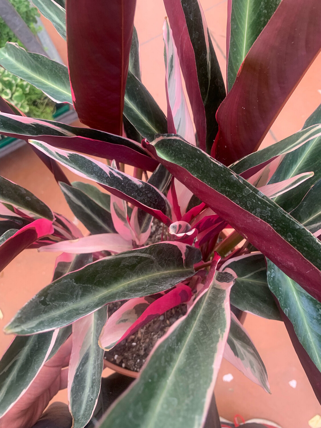 Stromanthe sanguinea 'Triostar' - vaso Ø14 cm