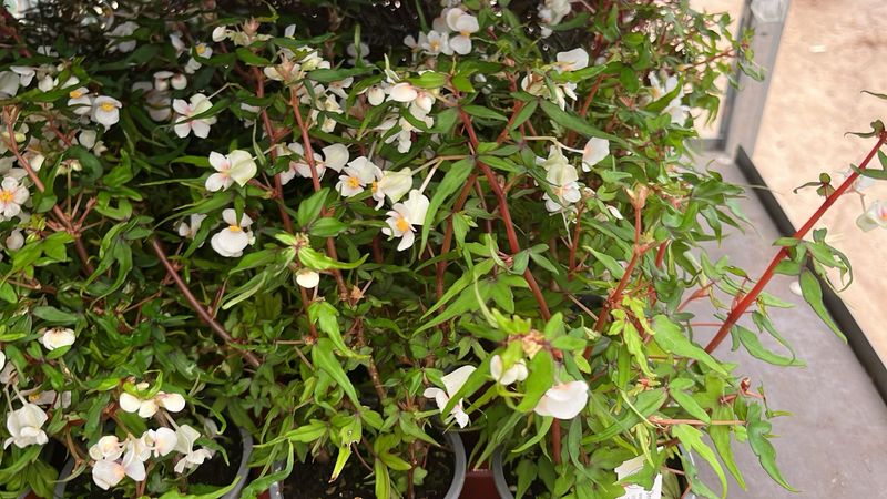 Begonia dragei tripartita - vaso Ø9 cm