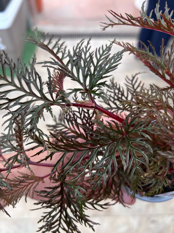 Begonia bipinnatifida - vaso Ø9 cm