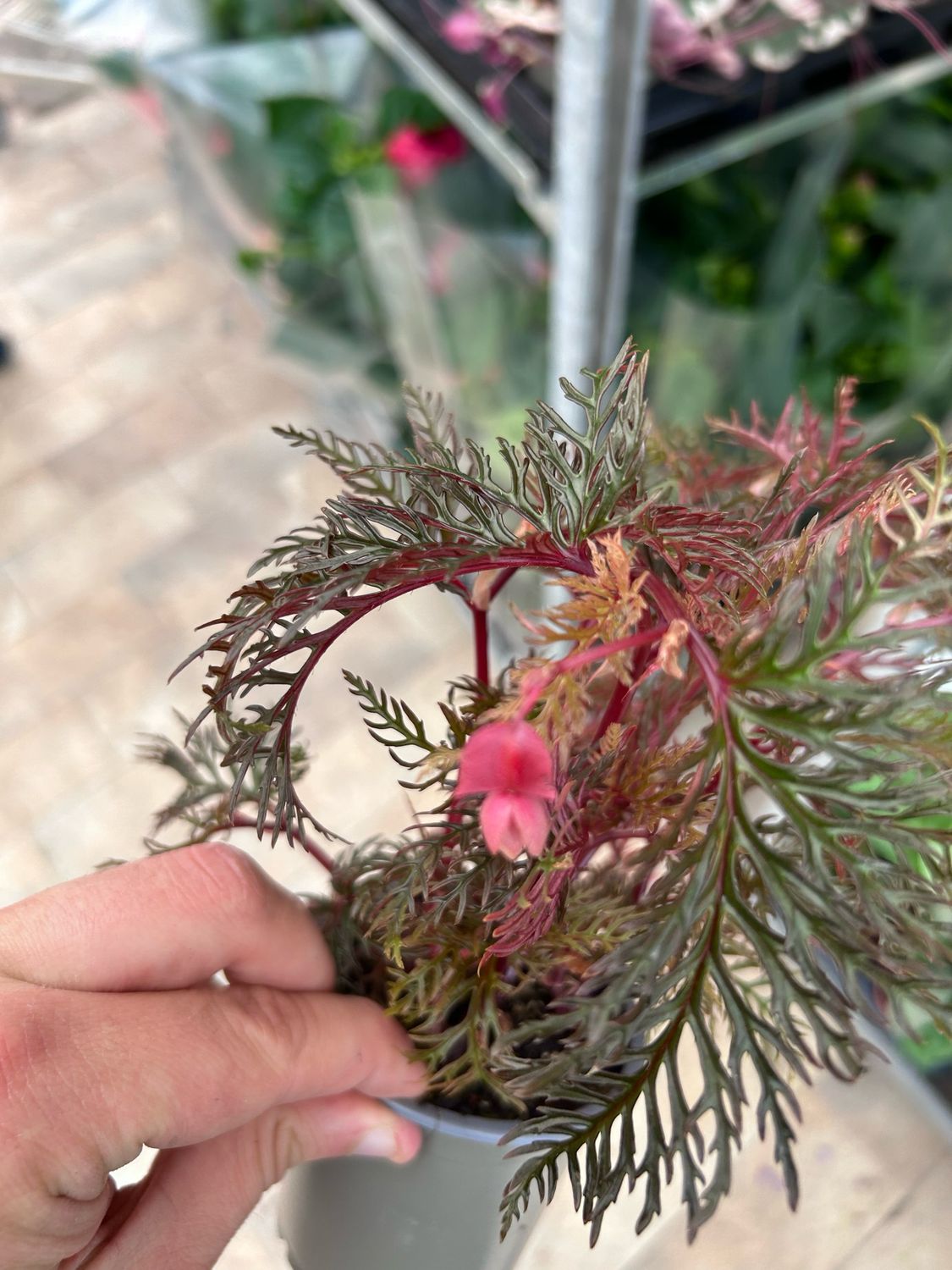 Begonia bipinnatifida - vaso Ø9 cm Begonia bipinnatifida - vaso Ø9 cm