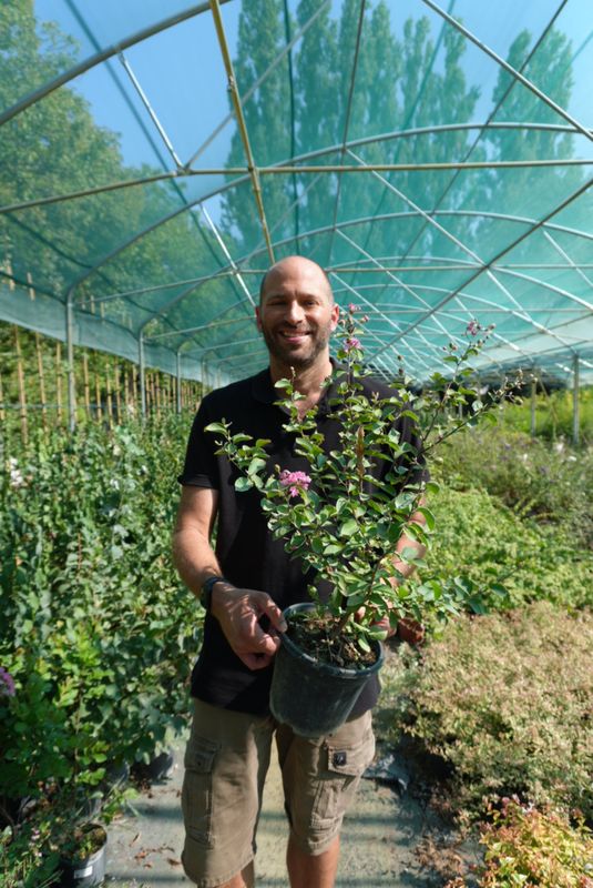 Lagerstroemia indica 'Gaby rose', Mirto crespo (varietà compatta) - vaso Ø17 cm