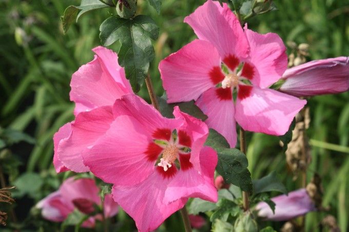 Ibisco, Hibiscus syriacus 'Woodbridge' - vaso Ø19 cm Ibisco, Hibiscus syriacus 'Woodbridge' - vaso Ø19 cm