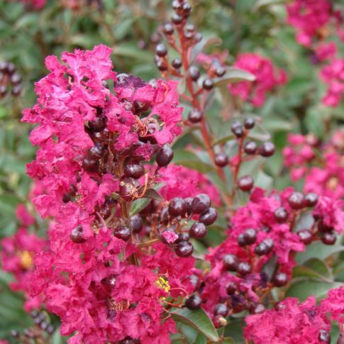Lagerstroemia indica 'Double features', Lagerstroemia indica, Mirto crespo - vaso Ø18 cm Lagerstroemia indica 'Double features', Lagerstroemia indica, Mirto crespo - vaso Ø18 cm