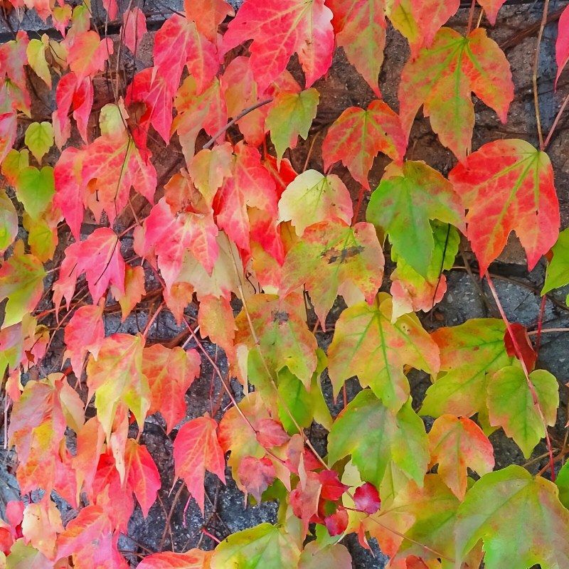 Vite americana, Partenocissus Veitchii Tricuspidata, Ampelopsis brevipedunculata - vaso Ø18 cm, h 80 cm Vite americana, Partenocissus Veitchii Tricuspidata, Ampelopsis brevipedunculata - vaso Ø18 cm, h 80 cm