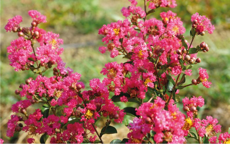 lagerstroemia compatta Fonzo  Lagerstroemia indica ‘Fonzo’ Lagerstroemia indica, Mirto crespo - vaso Ø18 cm mnt