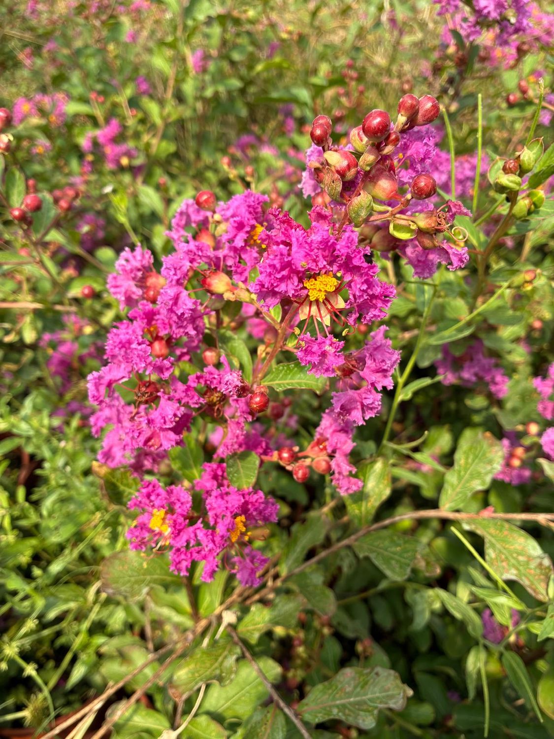 lagerstroemia compatta Fonzo, Lagerstroemia indica ‘Fonzo’, Mirto crespo - vaso Ø18 cm