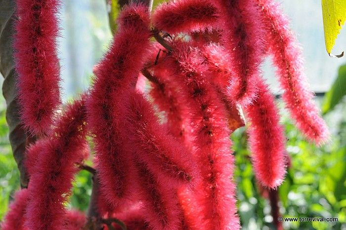 Acalypha hispida pendula, Coda di volpe, Fiore a pennacchio - vaso Ø17 cm