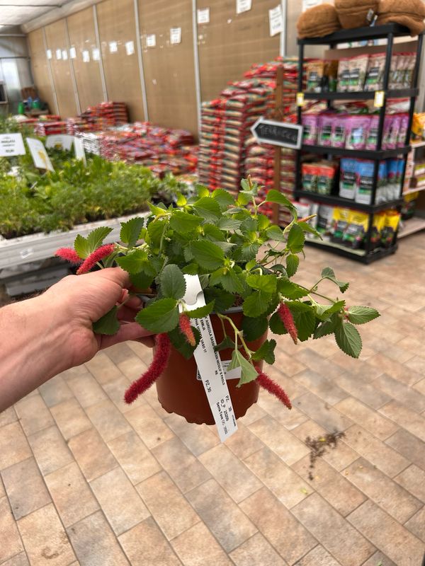 Acalypha hispida pendula, Coda di volpe, Fiore a pennacchio - vaso Ø17 cm