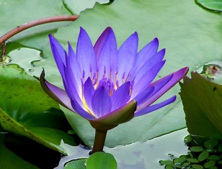 Ninfea, Nymphaea 'King of the Blues' cestino Ø18 cm