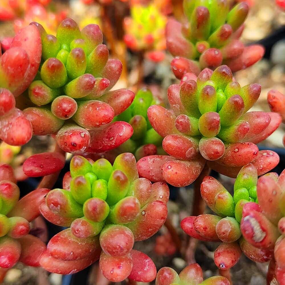 Sedum Rubrotinctum, Perle di Giada - vaso Ø15 cm