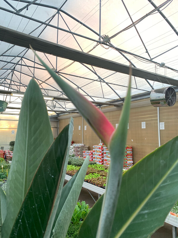 Strelitzia reginae, Strelizia, Uccello del paradiso - vaso Ø35 cm esemplare h 120 fuori vaso