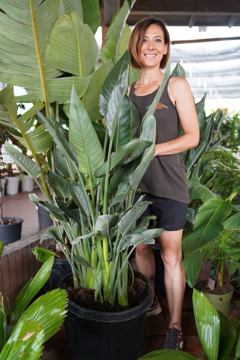 Strelitzia reginae, Strelizia, Uccello del paradiso - vaso Ø35 cm esemplare h 120 fuori vaso