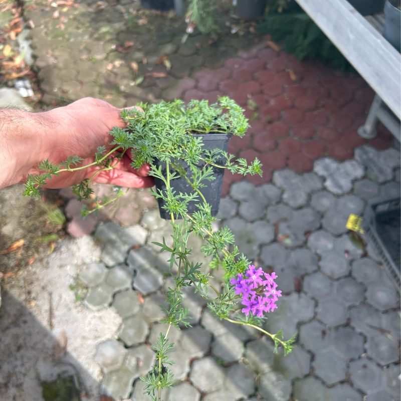 Verbena Hybrida Prostrata - vaso Ø10 cm