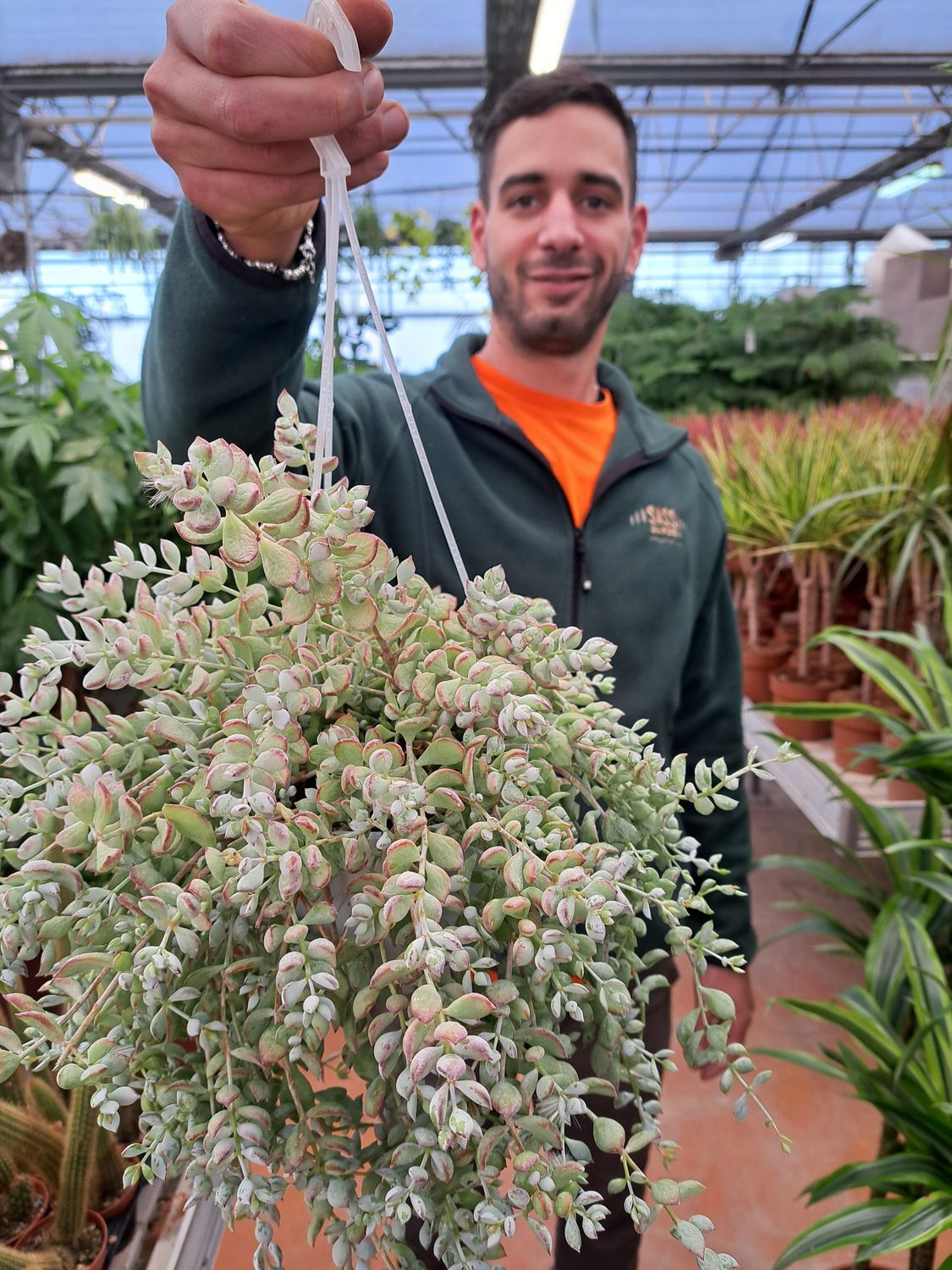 Cotyledon pendens, Senecio Pendens, Cotiledone - basket Ø14 cm