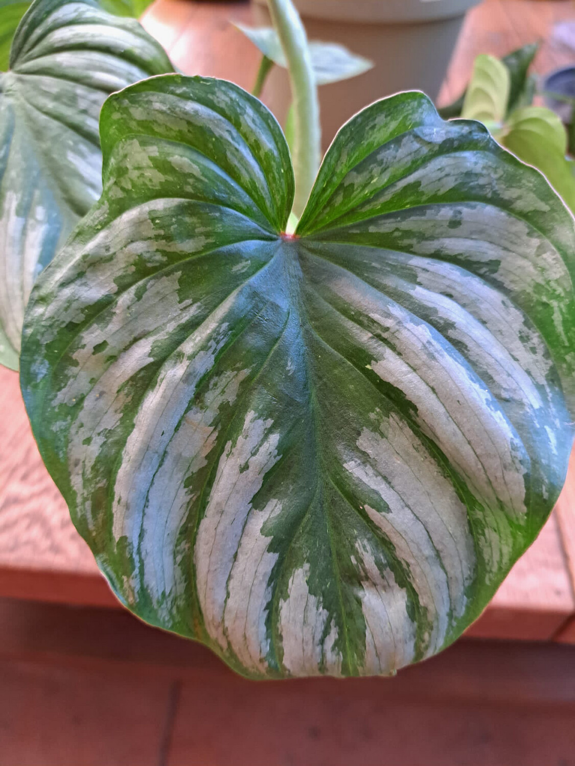Filodendro, Philodendron Mamei Andre - vaso Ø7 cm Filodendro, Philodendron Mamei Andre - vaso Ø7 cm