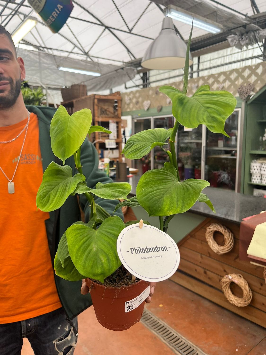 Filodendro, Philodendron fibraecataphyllum, Philodendro Peru - vaso Ø12 cm Filodendro, Philodendron fibraecataphyllum, Philodendro Peru - vaso Ø12 cm