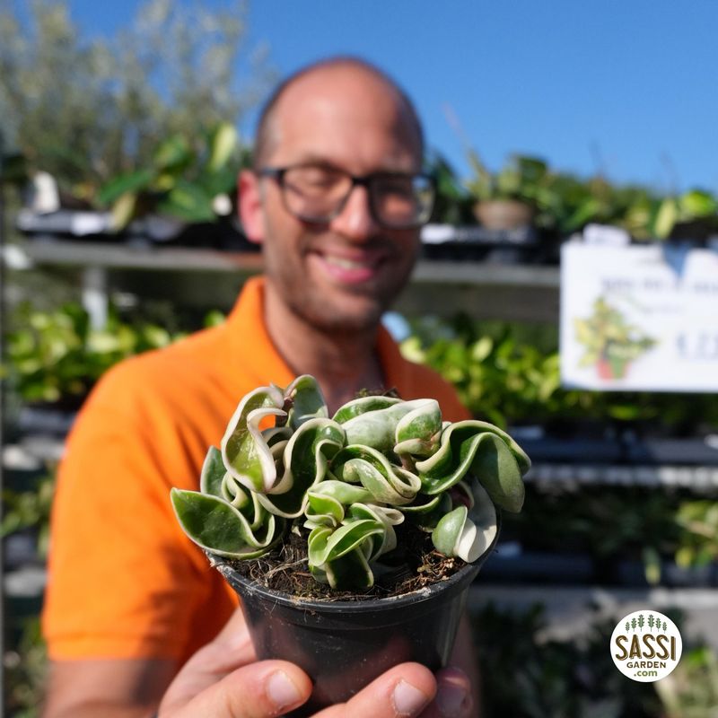 Hoya carnosa 'Compacta Variegata', Fiore di Cera - vaso Ø10 cm