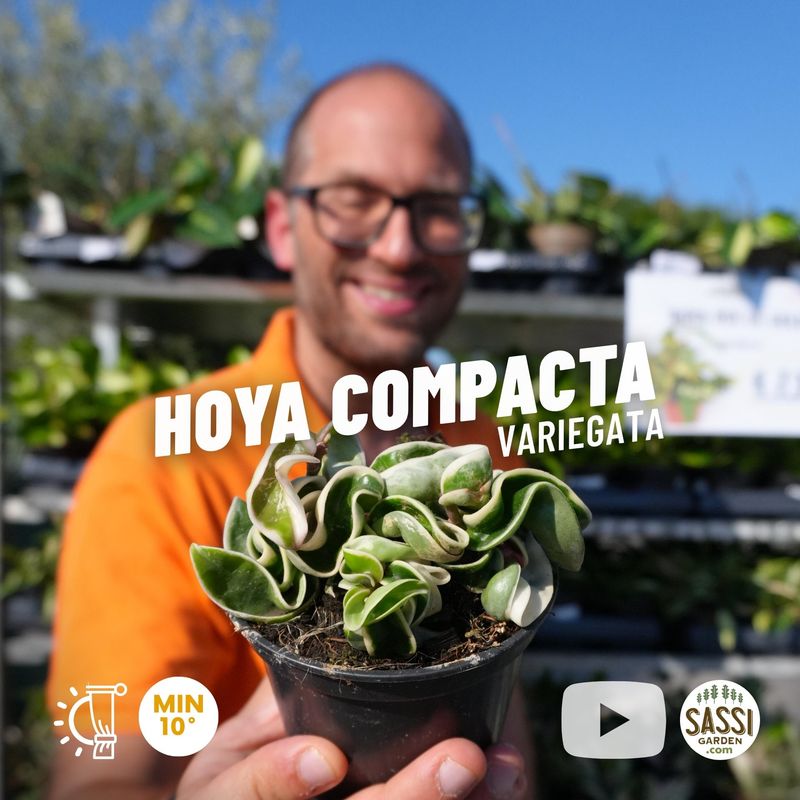 Hoya carnosa 'Compacta Variegata', Fiore di Cera - vaso Ø10 cm Hoya carnosa 'Compacta Variegata', Fiore di Cera - vaso Ø10 cm