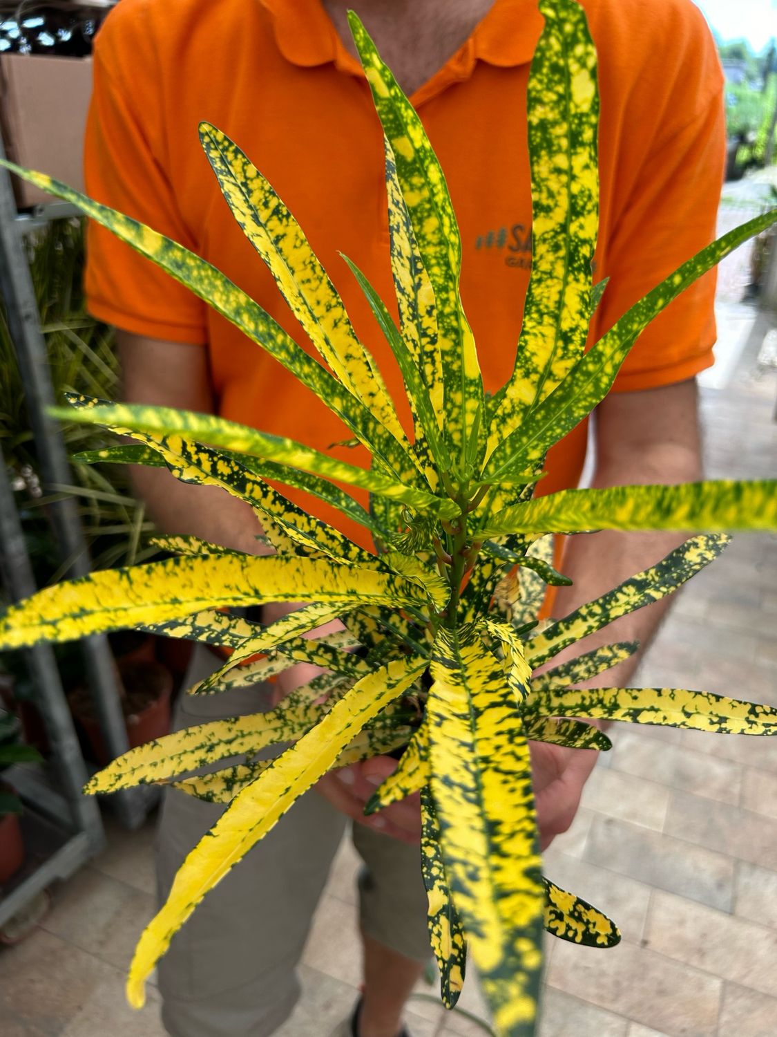 Croton, Codiaeum variegatum 'Gold Dust' - vaso Ø10 cm Croton, Codiaeum variegatum 'Gold Dust' - vaso Ø10 cm