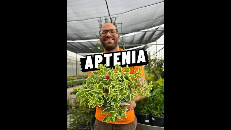 Aptenia cordifolia, foglia VERDE, fiore GIALLO - vaso Ø25 cm