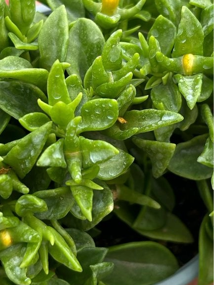 Aptenia cordifolia, foglia VERDE, fiore GIALLO - vaso Ø25 cm