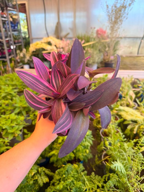 Tradescantia pallida Pink Stripes, Setcreasea purpurea variegata, erba miseria, Tradescanzia - vaso Ø12 cm