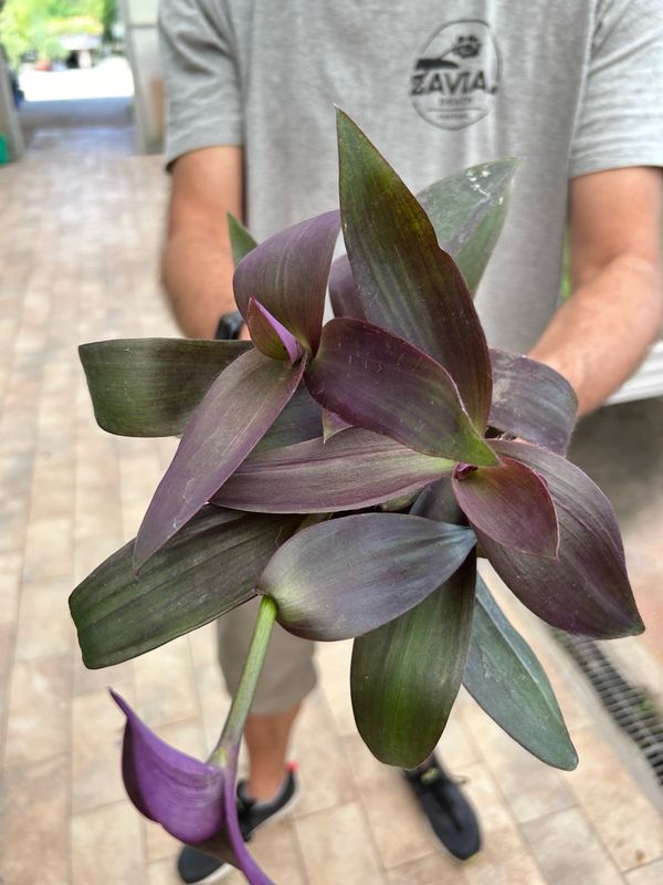 Tradescantia pallida, Setcreasea purpurea, erba miseria, Tradescanzia - vaso Ø12 cm