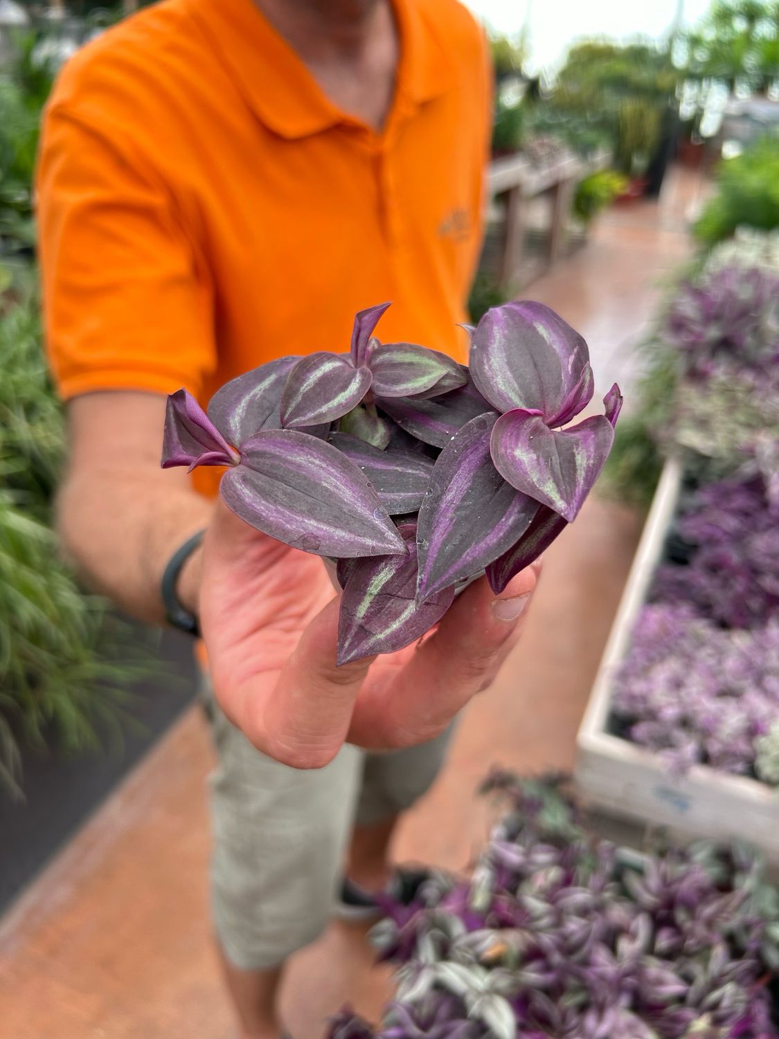 Tradescanzia, Erba miseria, Tradescantia zebrina 'Purple Joy' - vaso Ø6 cm